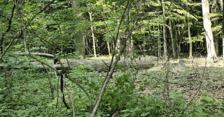 The Importance of Professional Tree Logging Service for Sustainable Forestry